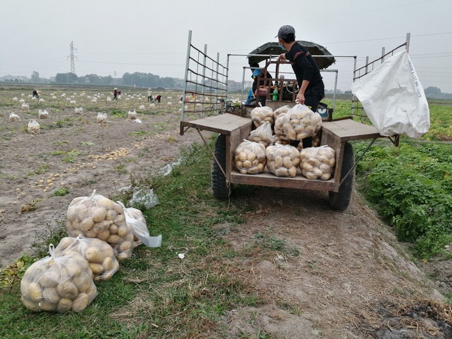 Nông sản giảm giá, đơn hàng bị hủy do Covid-19 - Ảnh 3.