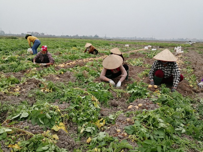 Nông sản giảm giá, đơn hàng bị hủy do Covid-19 - Ảnh 1.