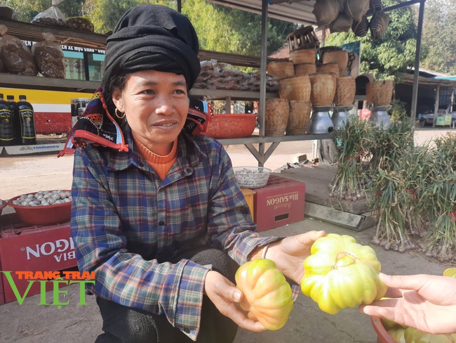 Trồng cà chua bán Tết, nông dân ắm tiền đều tay - Ảnh 1.