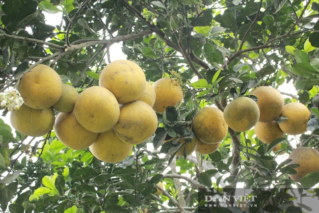 Trồng bưởi Diễn trên vùng đất đồi Đức Thọ (Hà Tĩnh), chưa đến Tết đã &quot;cháy&quot; hàng - Ảnh 6.