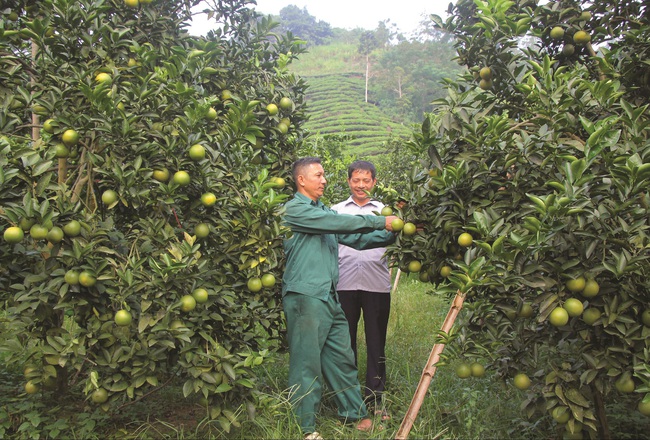 Cao nguyên đá Hà Giang thêm nhiều tỷ phủ nông dân - Ảnh 1.