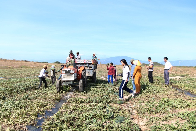 Ninh Thuận: Nông dân &quot;khóc ròng&quot; vì dưa hấu vụ tết rớt giá thê thảm - Ảnh 4.