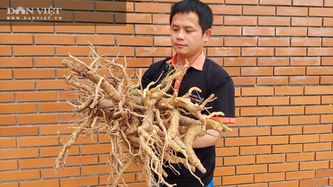 Nam Định: Làm mứt đinh lăng bán Tết, ai ăn cũng nghiền, 8x Hải Hậu làm không đủ bán  - Ảnh 4.