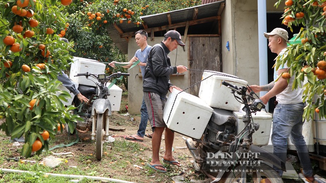 Trồng quýt trên đất dốc, lão nông U50 thu hơn chục tấn, bán được giá, bỏ túi hơn 200 triệu - Ảnh 6.