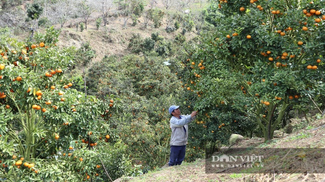 Trồng quýt trên đất dốc, lão nông U50 thu hơn chục tấn, bán được giá, bỏ túi hơn 200 triệu - Ảnh 4.