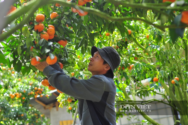 Trồng quýt trên đất dốc, lão nông U50 thu hơn chục tấn, bán được giá, bỏ túi hơn 200 triệu - Ảnh 7.