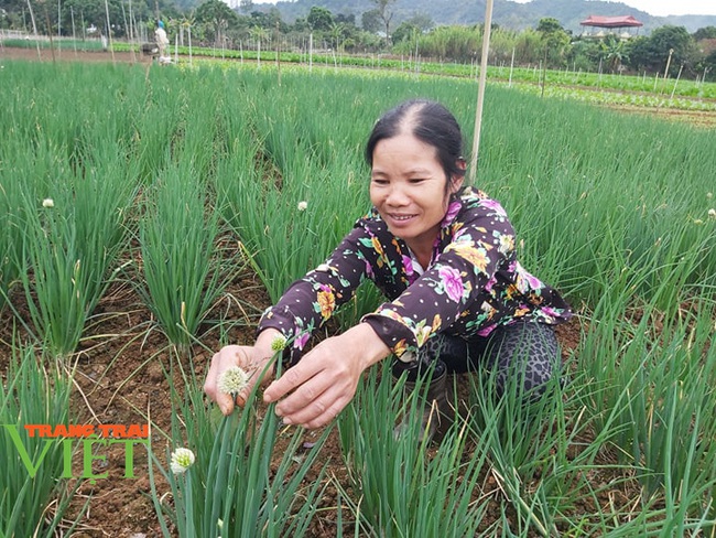 Sơn La: Nguồn cung rau xanh dồi dào đáp ứng nhu cầu dịp Tết Nguyên đán - Ảnh 4.