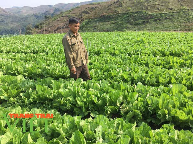 Sơn La: Nguồn cung rau xanh dồi dào đáp ứng nhu cầu dịp Tết Nguyên đán - Ảnh 1.