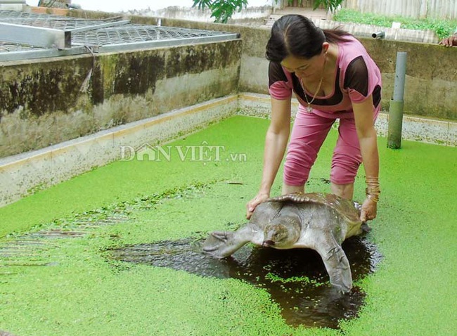 Hậu Giang: &quot;Con Cô vít&quot; làm giá con ba ba &quot;teo tóp&quot; mất 1 nửa - Ảnh 1.