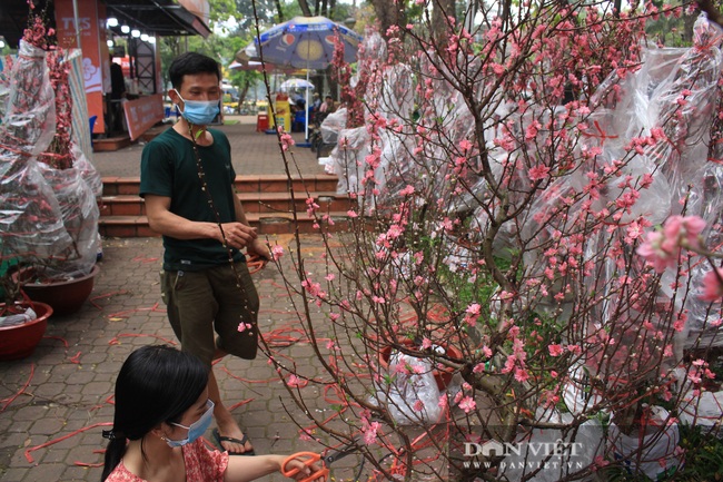 TP.HCM: Hoa đào bất ngờ bán chạy, nhà vườn, thương lái vui mừng, tính đổi vé bay về quê sớm ăn Tết - Ảnh 7.