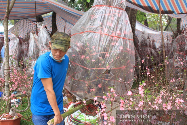 TP.HCM: Hoa đào bất ngờ bán chạy, nhà vườn, thương lái vui mừng, tính đổi vé bay về quê sớm ăn Tết - Ảnh 8.