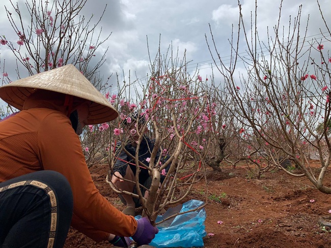 Chợ hoa vắng khách, tiểu thương bỏ tiền cọc, người trồng đào lao đao - Ảnh 4.