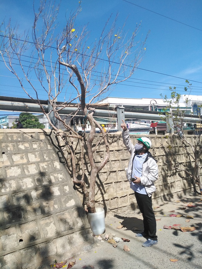 Mai rừng cổ thủ vẫn bị đốn hạ, bày bán công khai ở Ninh Thuận - Ảnh 3.