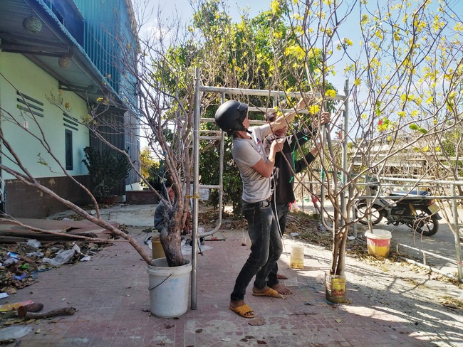 Mai rừng cổ thủ vẫn bị đốn hạ, bày bán công khai ở Ninh Thuận - Ảnh 4.