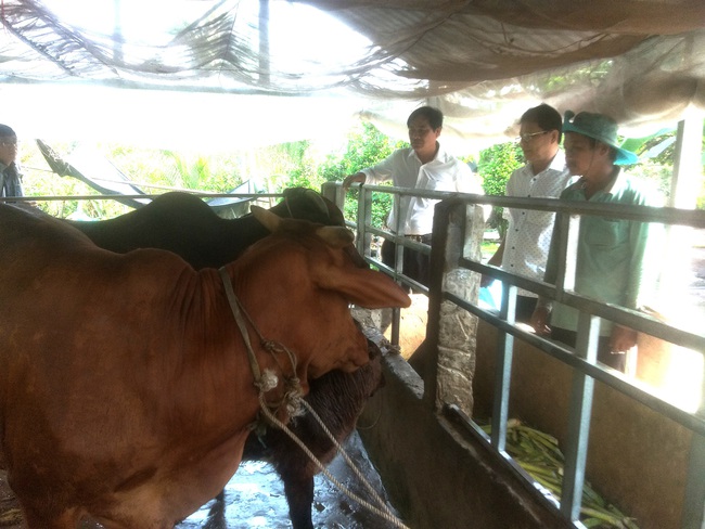 Long An: Mô hình&quot;Mượn giống nuôi bò thịt&quot; giàu có ra sao mà huyện ra nghị quyết kêu gọi nông dân nuôi bò? - Ảnh 2.