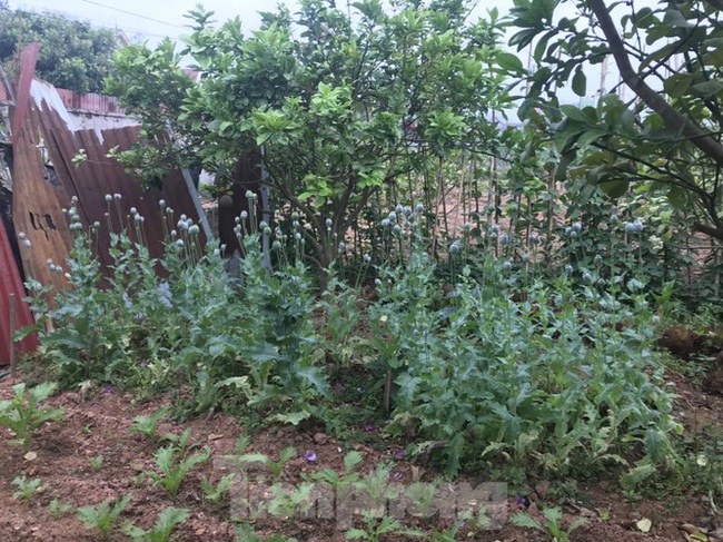 Phát hiện hàng chục vụ trồng cần sa, anh túc trong vườn nhà: Chính quyền không thể  ngoài cuộc - Ảnh 2.
