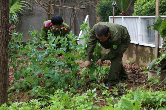 Phát hiện hàng chục vụ trồng cần sa, anh túc trong vườn nhà: Chính quyền không thể  ngoài cuộc - Ảnh 6.