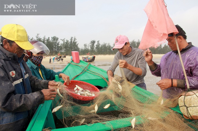 Ngư dân Cẩm Xuyên (Hà Tĩnh) săn cá trích, bỏ túi chục triệu đồng mỗi ngày - Ảnh 1.