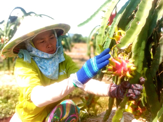 Sản xuất theo chuẩn, không lo giải cứu - Ảnh 1.