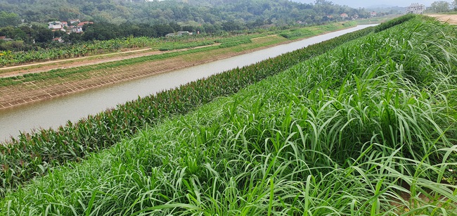 Đại dự án sông Tích chậm tiến độ (bài 3): Dự án nghìn tỷ thành nơi trồng cỏ chăn bò - Ảnh 1.