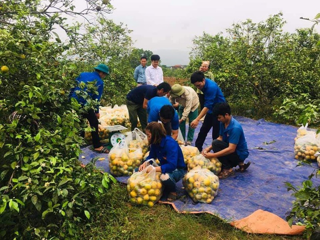 Nghệ An: Tiêu thụ gần 15 tấn quýt PQ cho bà con nông dân huyện Nghĩa Đàn   - Ảnh 1.