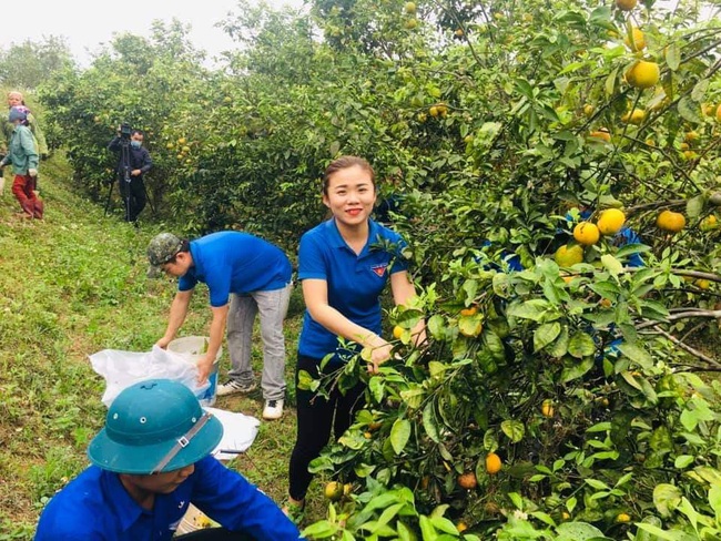 Nghệ An: Tiêu thụ gần 15 tấn quýt PQ cho bà con nông dân huyện Nghĩa Đàn   - Ảnh 2.