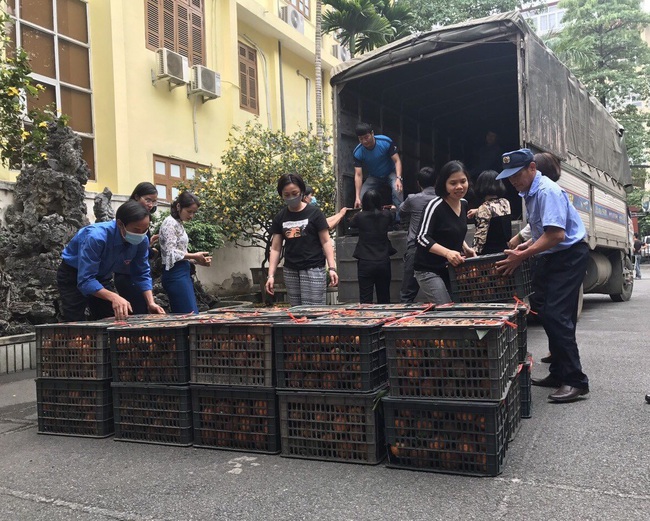 Hội ND Hà Nội mua ủng hộ 30 tấn cam sành Hà Giang - Ảnh 3.