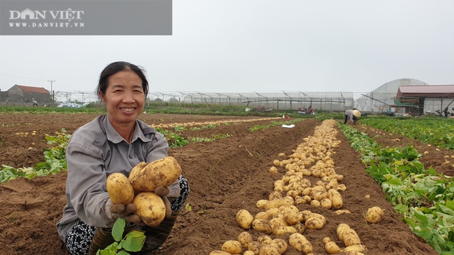 Thanh Hóa: Khoai tây được mùa được giá, nông dân vui mừng vì thắng lớn  - Ảnh 3.