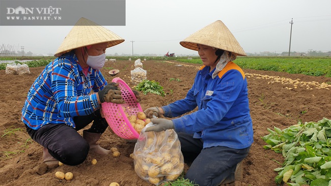 Thanh Hóa: Khoai tây được mùa được giá, nông dân vui mừng vì thắng lớn - Ảnh 5.