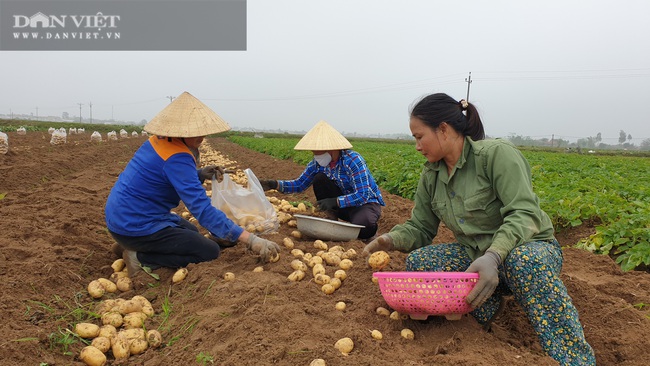 Thanh Hóa: Khoai tây được mùa được giá, nông dân vui mừng vì thắng lớn - Ảnh 2.