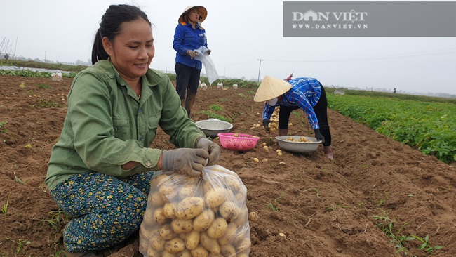 Thanh Hóa: Khoai tây được mùa được giá, nông dân vui mừng vì thắng lớn - Ảnh 9.