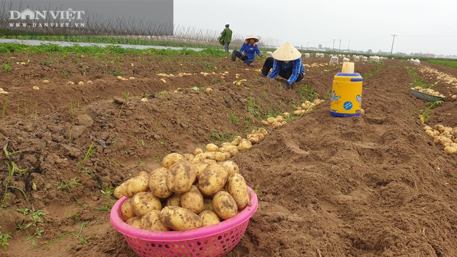 Thanh Hóa: Khoai tây được mùa được giá, nông dân vui mừng vì thắng lớn - Ảnh 4.