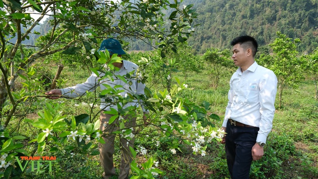 Chính sách hỗ trợ sản xuất “tiếp sức” cho nông nghiệp Sìn Hồ phát triển - Ảnh 2. Chính sách hỗ trợ sản xuất “tiếp sức” cho nông nghiệp Sìn Hồ phát triển - Ảnh 2.