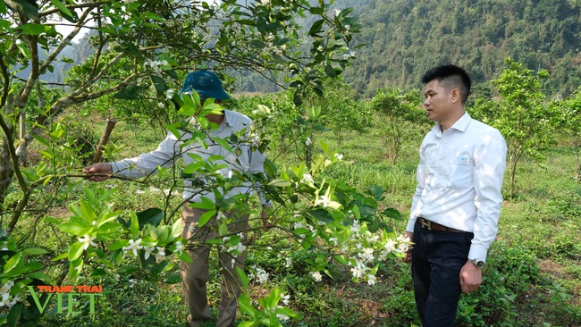 Chính sách hỗ trợ sản xuất “tiếp sức” cho nông nghiệp Sìn Hồ phát triển - Ảnh 2.