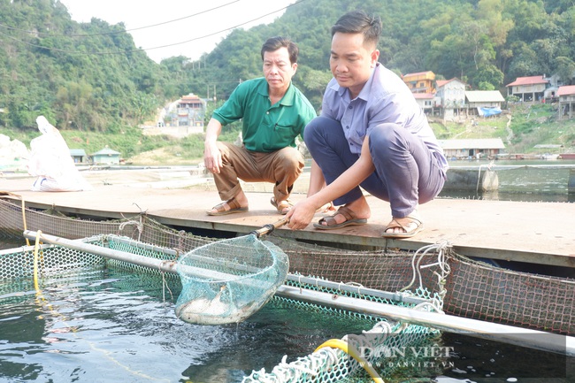 Hòa Bình: Nuôi cá lồng trên lòng hồ sông Đà, toàn cá đặc sản, một nông dân lãi hàng trăm triệu đồng/năm - Ảnh 3.