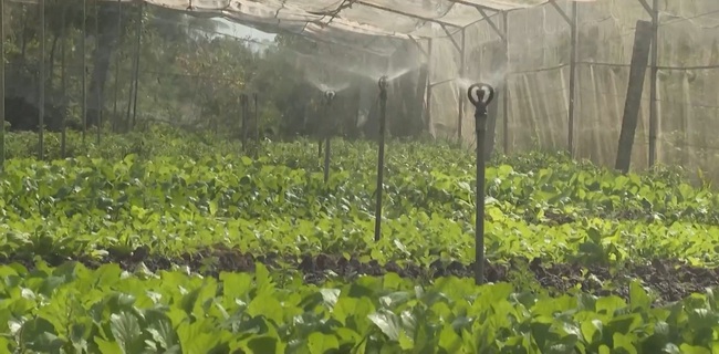 Áp dụng công nghệ 4.0 trồng rau sạch, anh nông dân ung dung thu về 200 triệu/năm - Ảnh 3.