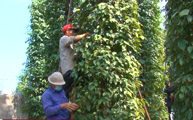 Giá tiêu hôm nay trên 70.000 đồng/kg nông dân đua nhau tuyển người hái - Ảnh 2.