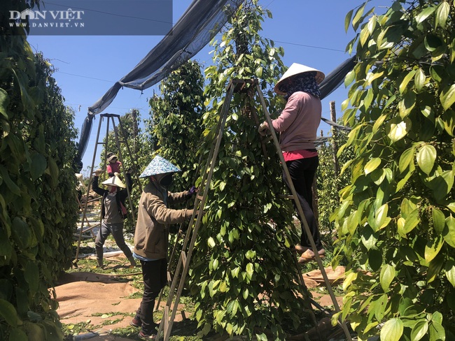 Giá tiêu hôm nay 14/3: Tăng dựng đứng, nhiều người quay lại với &quot;vàng đen&quot;, chuyên gia lưu ý bài học này - Ảnh 3.