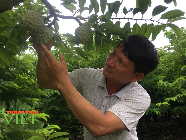 Hiệu quả từ mô hình “nông dân dạy nông dân” ở huyện Mai Sơn - Ảnh 3.