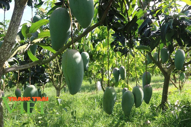 Hiệu quả từ mô hình “nông dân dạy nông dân” ở huyện Mai Sơn - Ảnh 5.