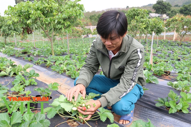 Hiệu quả từ mô hình “nông dân dạy nông dân” ở huyện Mai Sơn - Ảnh 6.