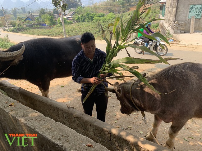 Nuôi trâu vỗ béo, ông nông dân người Mông ở Lai Châu giàu lên trông thấy - Ảnh 2. Nuôi trâu vỗ béo, ông nông dân người Mông ở Lai Châu giàu lên trông thấy - Ảnh 2.