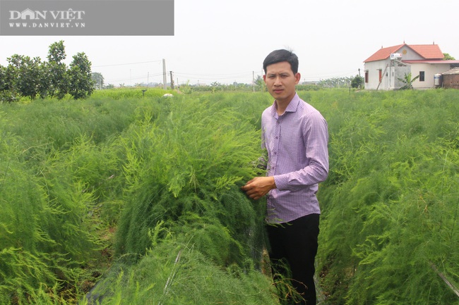 Bắc Ninh: Trồng “rau hoàng đế” măng tây, cứ 1 ngày bán 2 tạ anh nông dân đẹp trai này có 15 triệu - Ảnh 1.