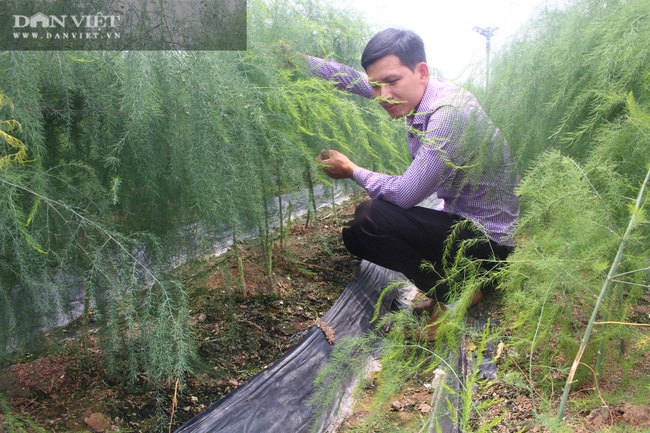 Bắc Ninh: Trồng “rau hoàng đế” măng tây, cứ 1 ngày bán 2 tạ anh nông dân đẹp trai này có 15 triệu - Ảnh 2.