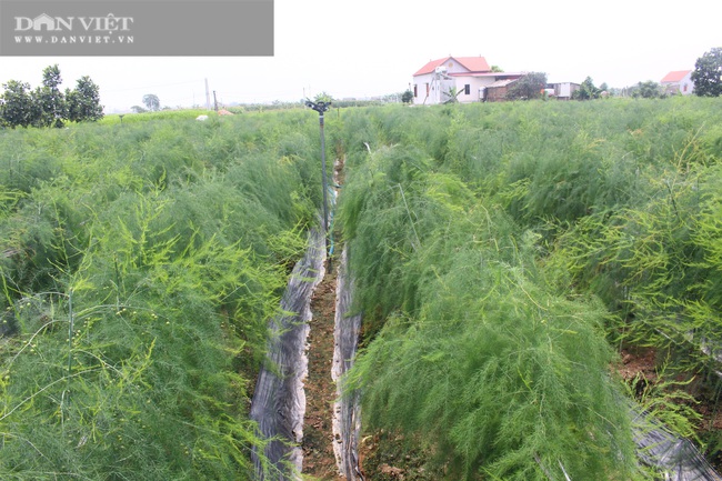 Bắc Ninh: Trồng “rau hoàng đế” măng tây, cứ 1 ngày bán 2 tạ anh nông dân đẹp trai này có 15 triệu - Ảnh 4.