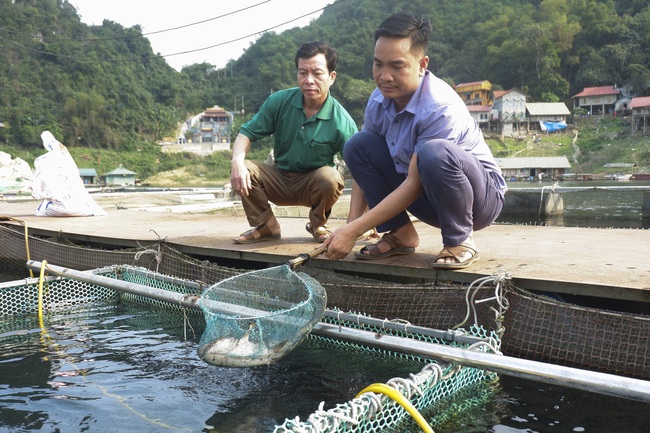 Nông dân đất Mường khá giả nhờ nuôi cá lồng đặc sản - Ảnh 3.