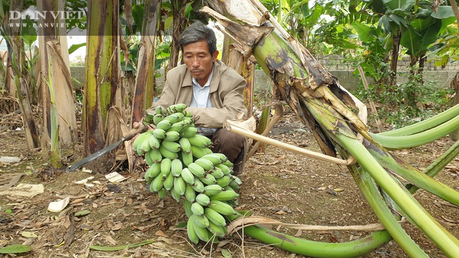 Ninh Bình: Trồng loại cây ngoại “bán từ gốc đến ngọn”, lão nông bỏ túi hơn nửa tỷ/năm. - Ảnh 5.