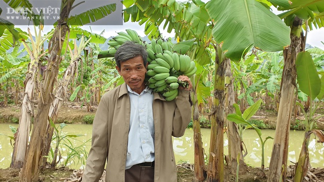 Ninh Bình: Trồng loại cây ngoại “bán từ gốc đến ngọn”, lão nông bỏ túi hơn nửa tỷ/năm. - Ảnh 7.