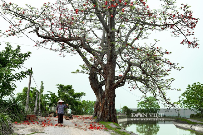 Tháng 3, mùa hoa gạo rực đỏ các miền quê - Ảnh 10.