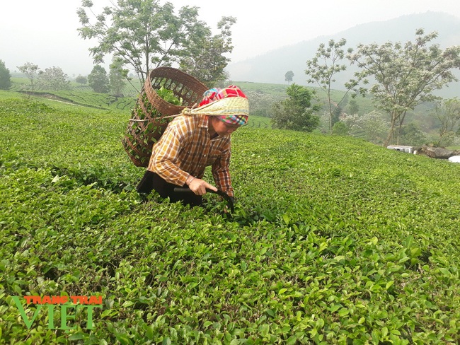 Vị thế cây chè trên đất Tân Uyên - Ảnh 4.